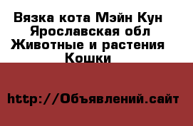 Вязка кота Мэйн Кун - Ярославская обл. Животные и растения » Кошки   